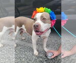 Small American Pit Bull Terrier