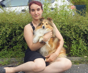 Mother of the Shetland Sheepdog puppies born on 09/03/2025