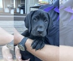 Puppy Cappy German Shorthaired Lab