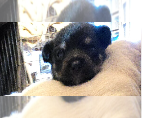 Medium Photo #2 Malchi Puppy For Sale in Pacifica, CA, USA