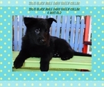 Small Photo #21 German Shepherd Dog Puppy For Sale in CLERMONT, FL, USA