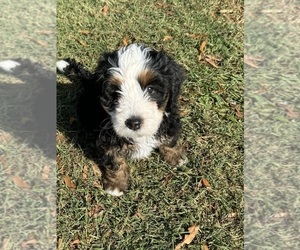 Bernedoodle (Miniature) Puppy for Sale in ROCK HILL, South Carolina USA