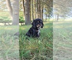 Small Photo #10 Cocker Spaniel Puppy For Sale in WITHEE, WI, USA