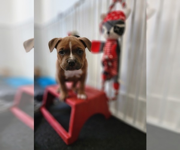 Medium Photo #19 American Bully Puppy For Sale in PHOENIX, AZ, USA