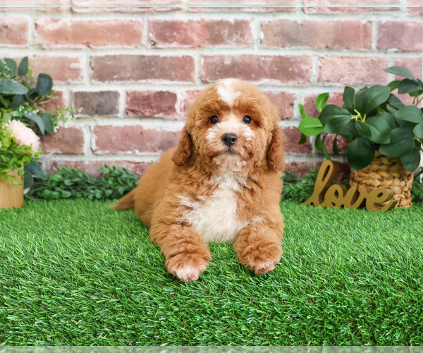 Medium Photo #22 Goldendoodle mix (+ Poodle Miniature) Puppy For Sale in SYRACUSE, IN, USA