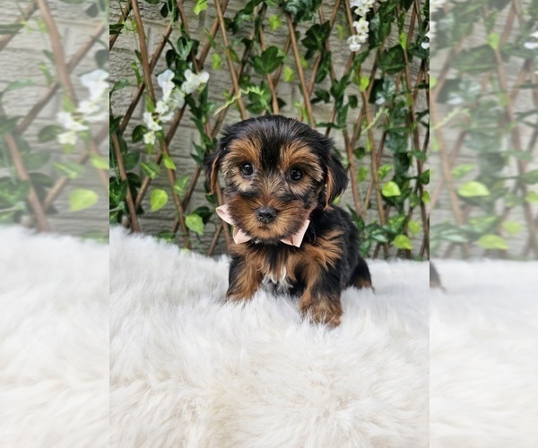Medium Photo #1 Yorkshire Terrier Puppy For Sale in INDIANAPOLIS, IN, USA