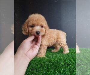 Poodle (Toy) Puppy for sale in ATLANTA, GA, USA