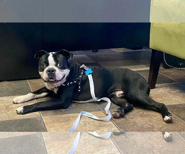 Medium Photo #1 Boston Terrier-Unknown Mix Puppy For Sale in Minneapolis, MN, USA