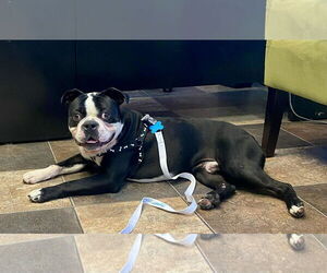 Medium Boston Terrier Mix