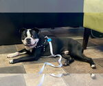 Small Boston Terrier Mix