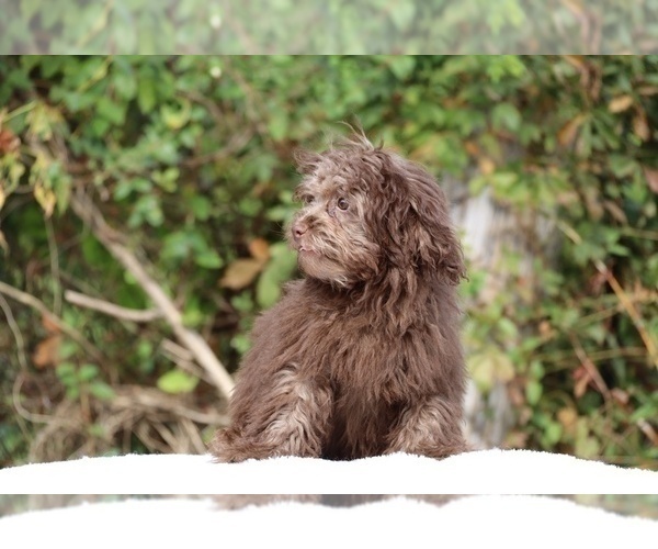 Medium Photo #13 ShihPoo Puppy For Sale in DYERSBURG, TN, USA