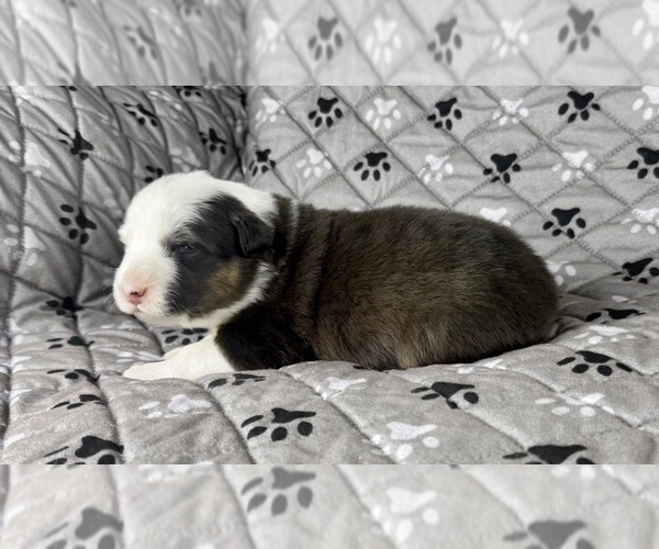 Medium Photo #76 Australian Shepherd Puppy For Sale in SALISBURY, NC, USA