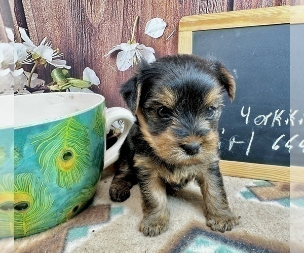Medium Photo #26 Yorkshire Terrier Puppy For Sale in CASSVILLE, MO, USA