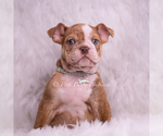 Puppy Moose AKC Bulldog