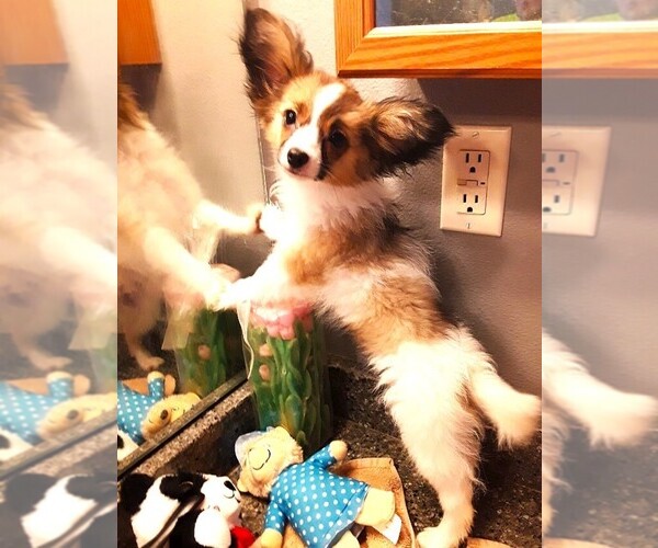 Medium Photo #9 Papillon Puppy For Sale in CHEYENNE, WY, USA