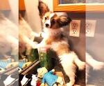 Small #8 Papillon