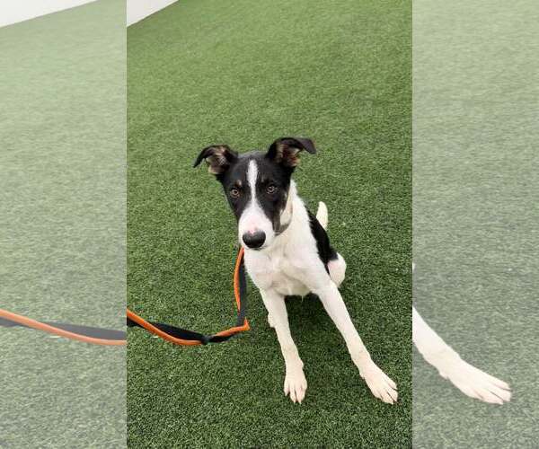 Medium Photo #5 Border Collie Puppy For Sale in Highland, IL, USA