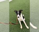 Small Photo #5 Border Collie Puppy For Sale in Highland, IL, USA