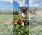 Small Australian Shepherd