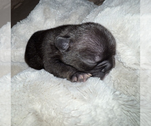 Medium Photo #8 French Bulldog Puppy For Sale in BIG RAPIDS, MI, USA