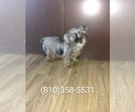 Small Photo #1 Poodle (Toy)-Yorkshire Terrier Mix Puppy For Sale in LAPEER, MI, USA