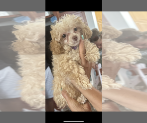 Poodle (Toy) Puppy for sale in POINCIANA, FL, USA