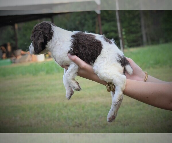 Medium Photo #6 Brittany Puppy For Sale in FITZGERALD, GA, USA
