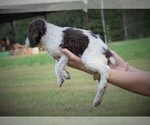 Small Photo #6 Brittany Puppy For Sale in FITZGERALD, GA, USA