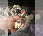 Small #3 Yorkshire Terrier
