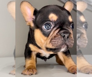 French Bulldog Dog for Adoption in FRESNO, California USA