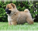 Small #1 Chow Chow