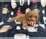 Small #5 Cavapoo (Standard)