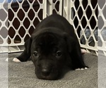 Puppy Puppy 4 American Pit Bull Terrier