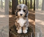 Small #3 Bernedoodle