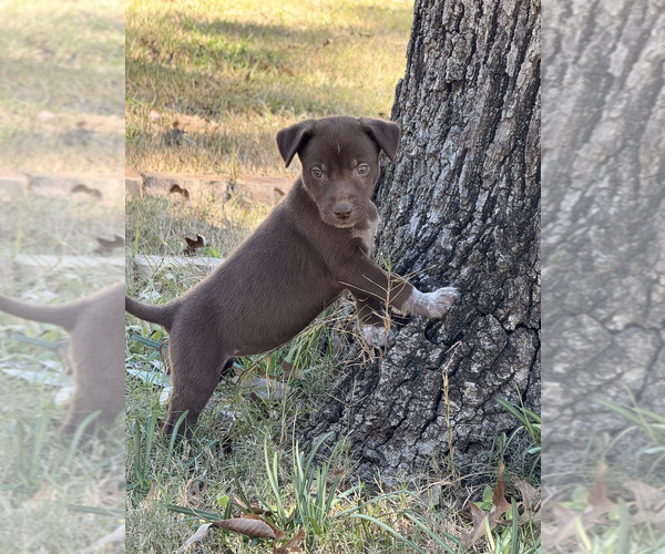 Medium Photo #1 German Shorthaired Pointer-Siberian Husky Mix Puppy For Sale in CUT AND SHOOT, TX, USA