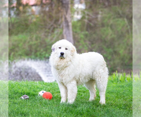 Medium Photo #5 Great Pyrenees Puppy For Sale in Unionville, PA, USA
