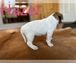 Small Photo #2 Jack Russell Terrier Puppy For Sale in CANNON FALLS, MN, USA
