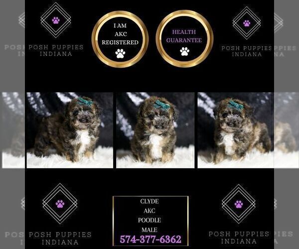 Medium Photo #7 Poodle (Miniature) Puppy For Sale in WARSAW, IN, USA