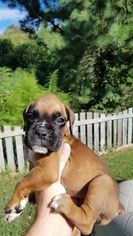 Medium Boxer