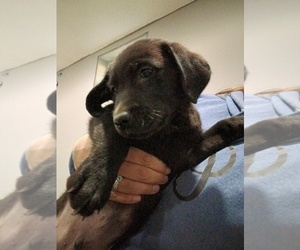 Labrador Retriever Puppy for sale in CENTREVILLE, MI, USA