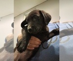 Small Labrador Retriever