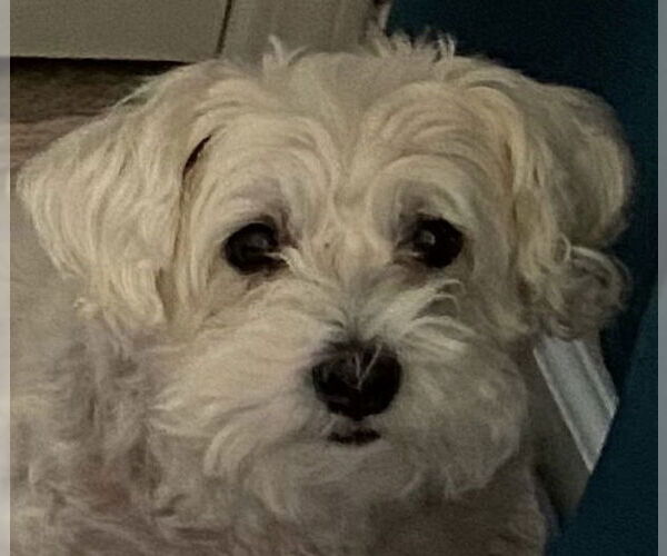 Medium Photo #3 Maltese-Unknown Mix Puppy For Sale in Cookeville, TN, USA