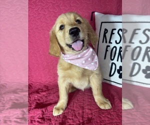 Golden Retriever Puppy for sale in GREENFIELD, IN, USA