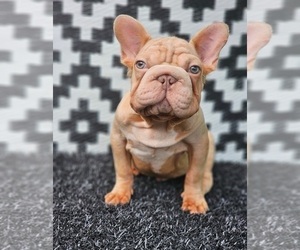 French Bulldog Puppy for sale in INDIANAPOLIS, IN, USA