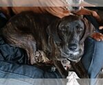 Small Photo #13 Coonhound-Plott Hound Mix Puppy For Sale in Wakefield, RI, USA