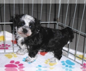 Maltipoo Puppy for sale in ORO VALLEY, AZ, USA