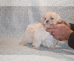 Small #6 Shih Tzu