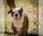 Small Photo #1 Olde English Bulldogge Puppy For Sale in OVERLAND, KS, USA