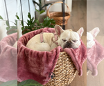 Small #2 French Bulldog
