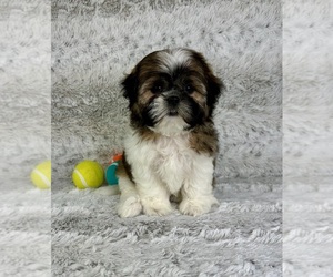 Shih Tzu Puppy for sale in GREENFIELD, IN, USA